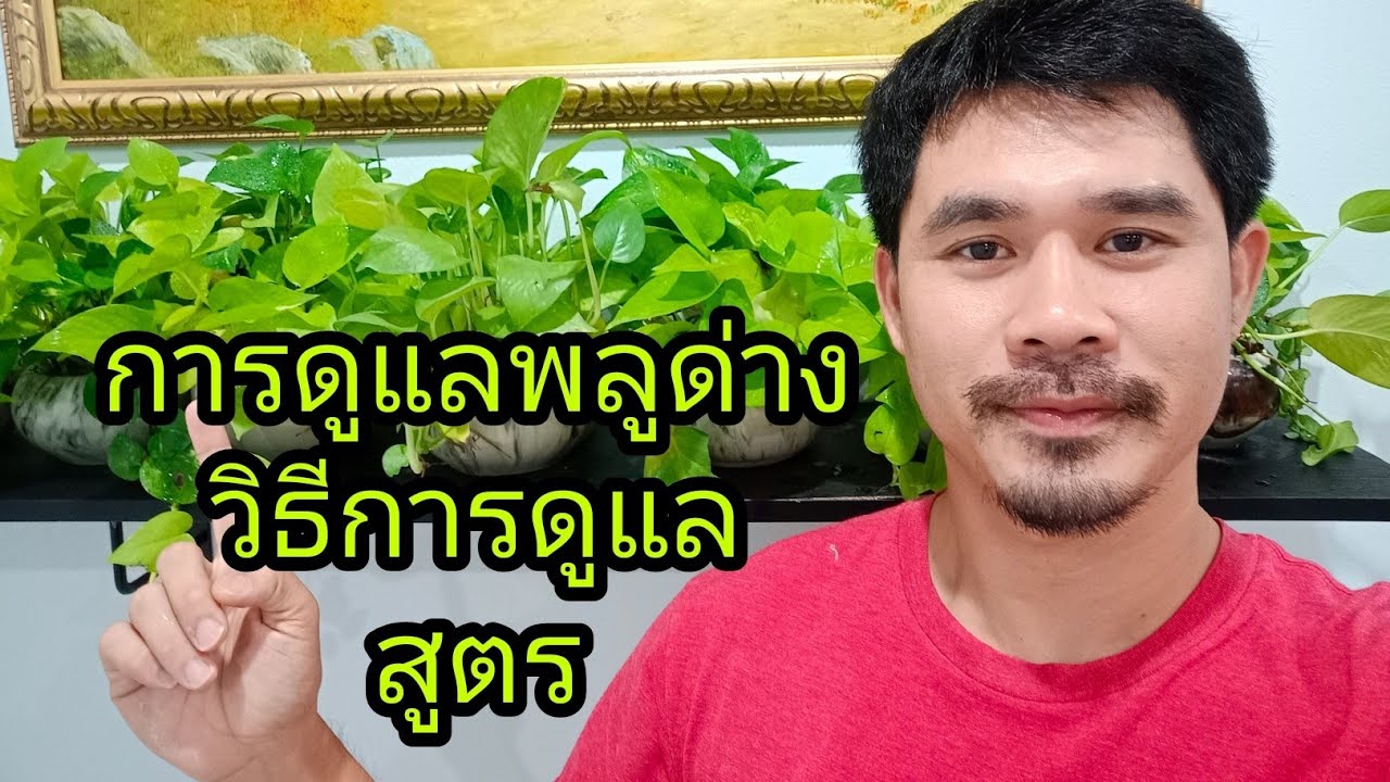 การดูแลพลูด่าง