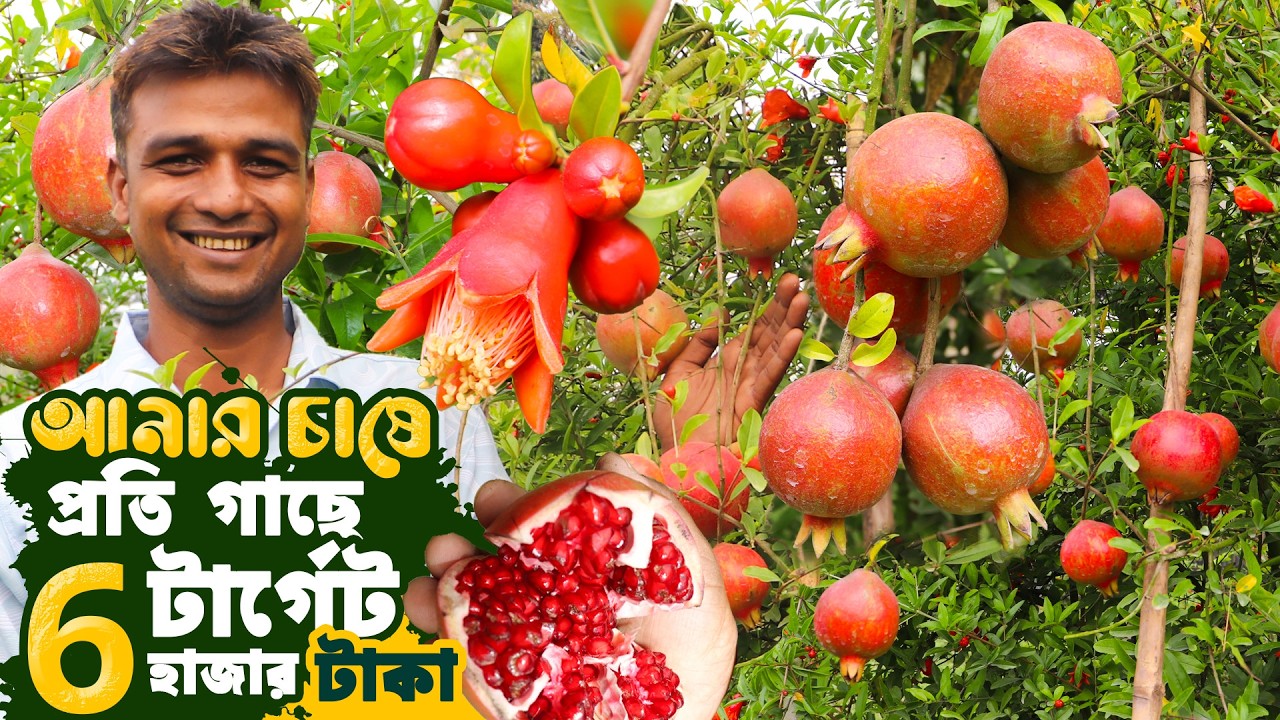আনার/বেদানা চাষ - প্রতি গাছে বছরে  টার্গেট ৬ হাজার টাকা | ৩০০ গাছে ভরপুর ফলন | আনার চাষ পদ্ধতি