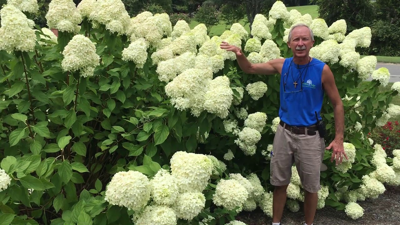 Little Lime Hydrangea