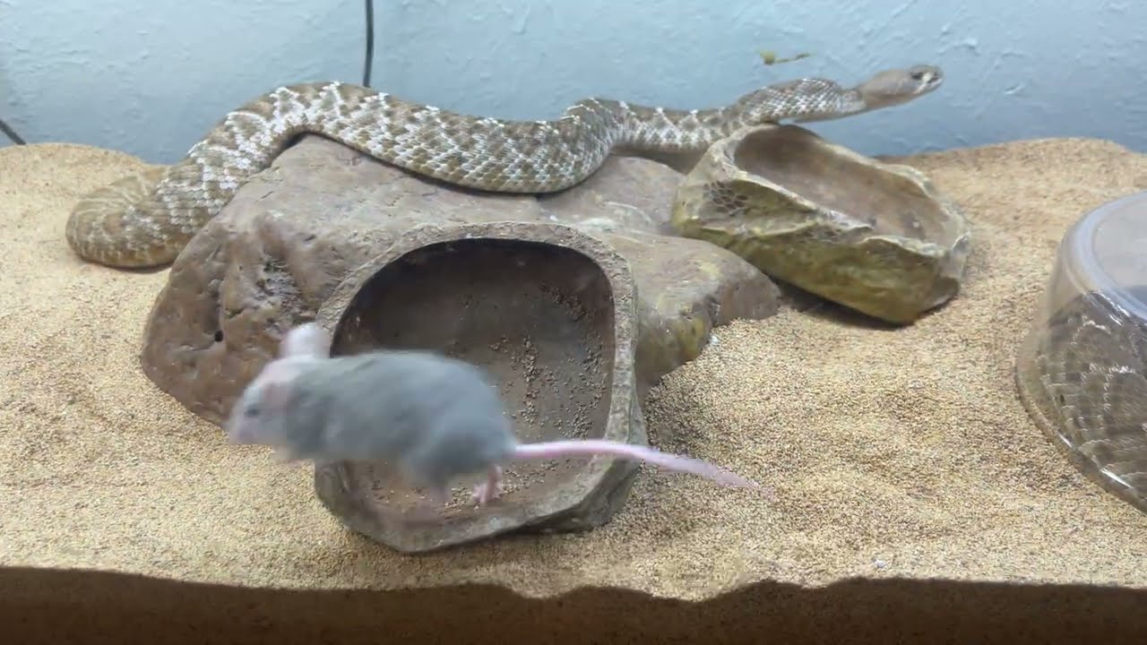 Beautiful RED RATTLESNAKE shows a rat who&rsquo;s boss !