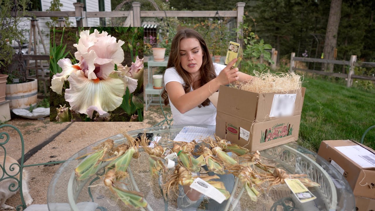 All About Bearded Irises and The Varieties I Bought in 2022!