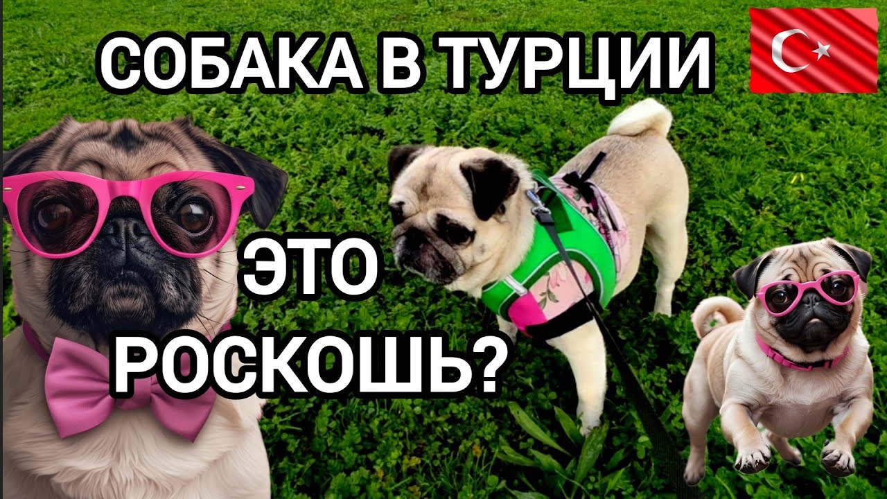 Хотели сэкономить на собаке, но…  | Утро с мопсом Айкой 🐾 #влог 