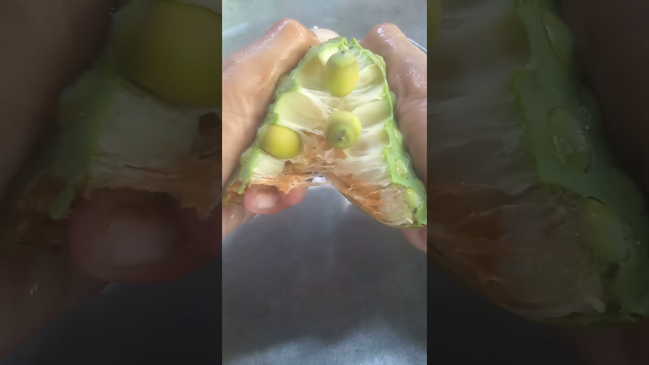 Fresh lotus fruit #fruit #lotus #lotusflower #flowergarden #flowers #guavafruit #nature #freshnature