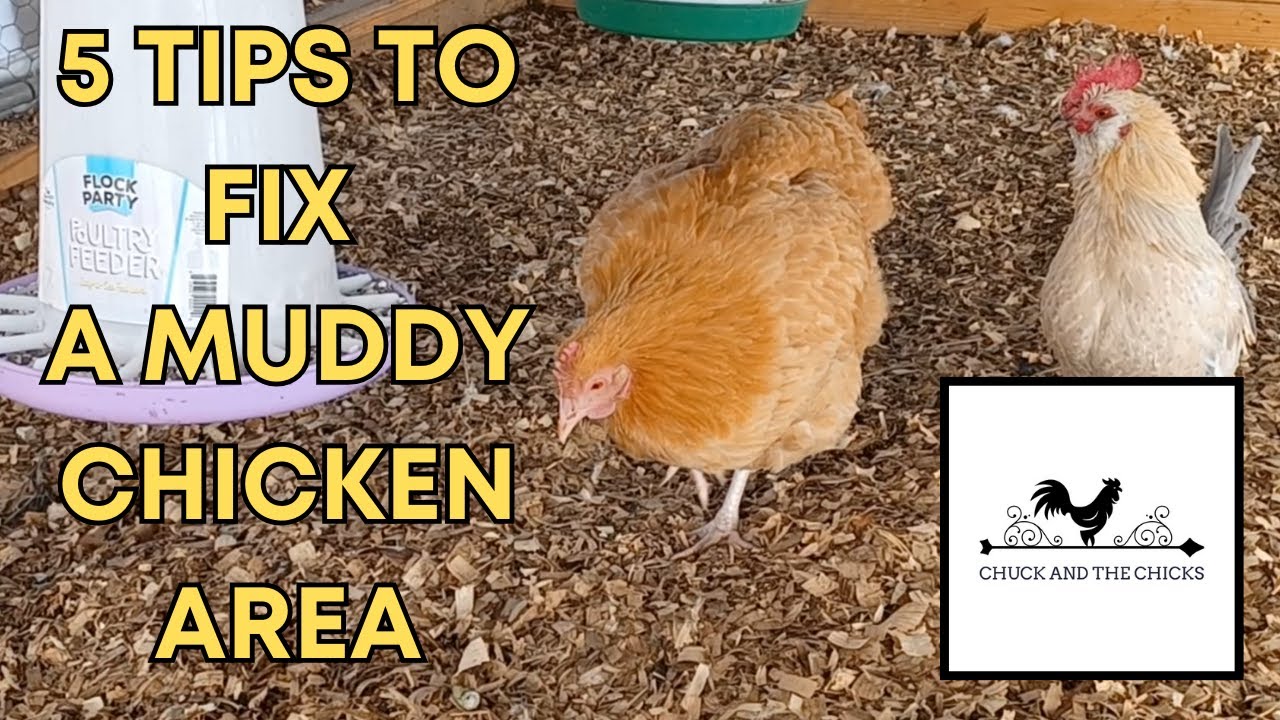 5 Tips To Fix A Muddy Chicken Area