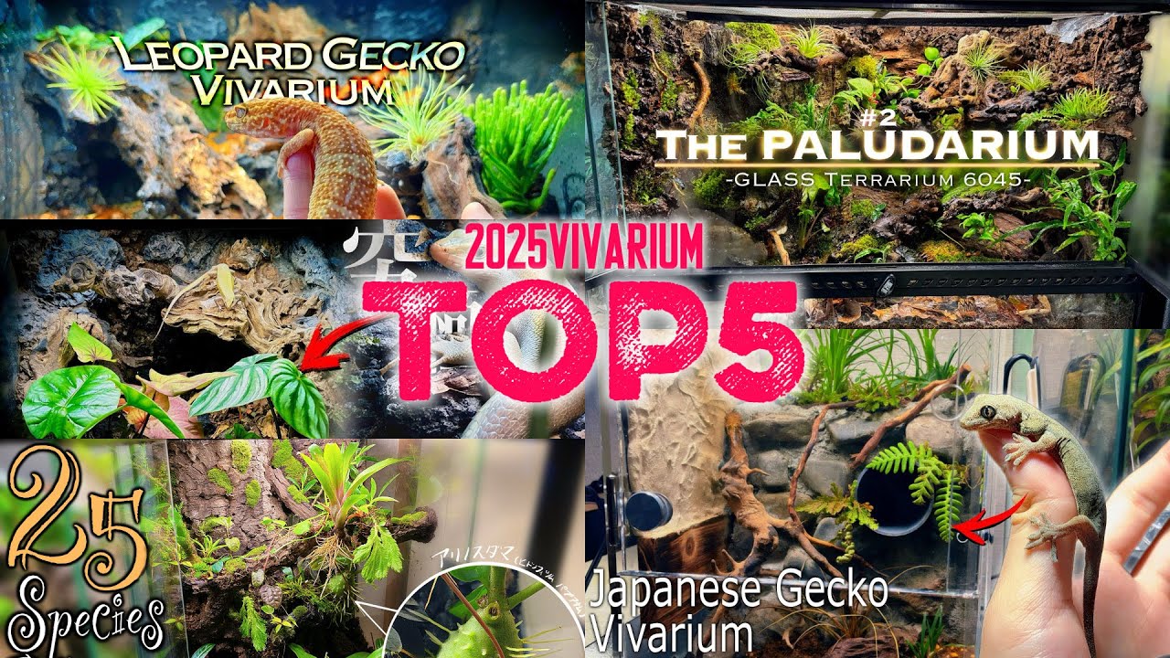 【2025年総集編】今年作ったビバリウムTOP5を総まとめ‼️〜2025年ありがとうございました〜