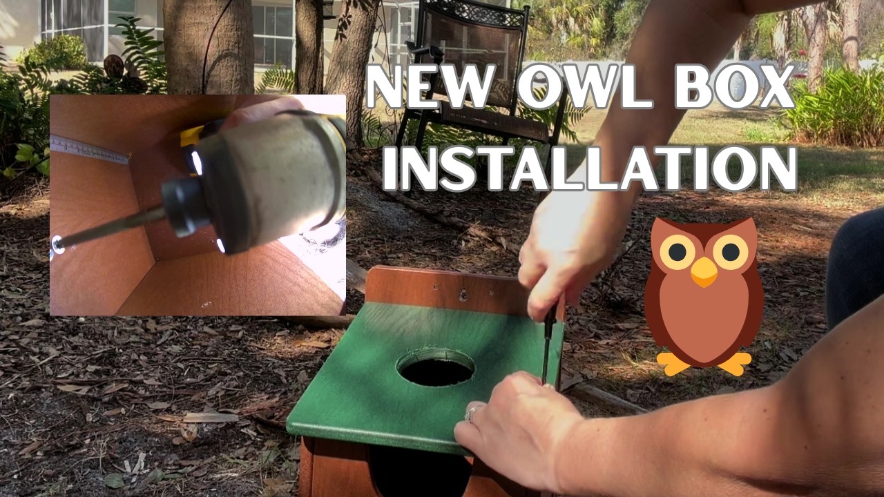 Replacing Our Owl Box & Camera 🦉📹 | Backyard Upgrade
