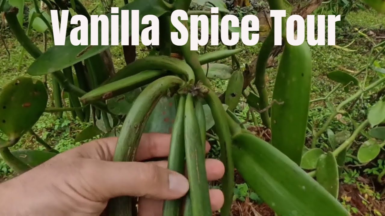Vanilla And Spice Tour In Costa Rica