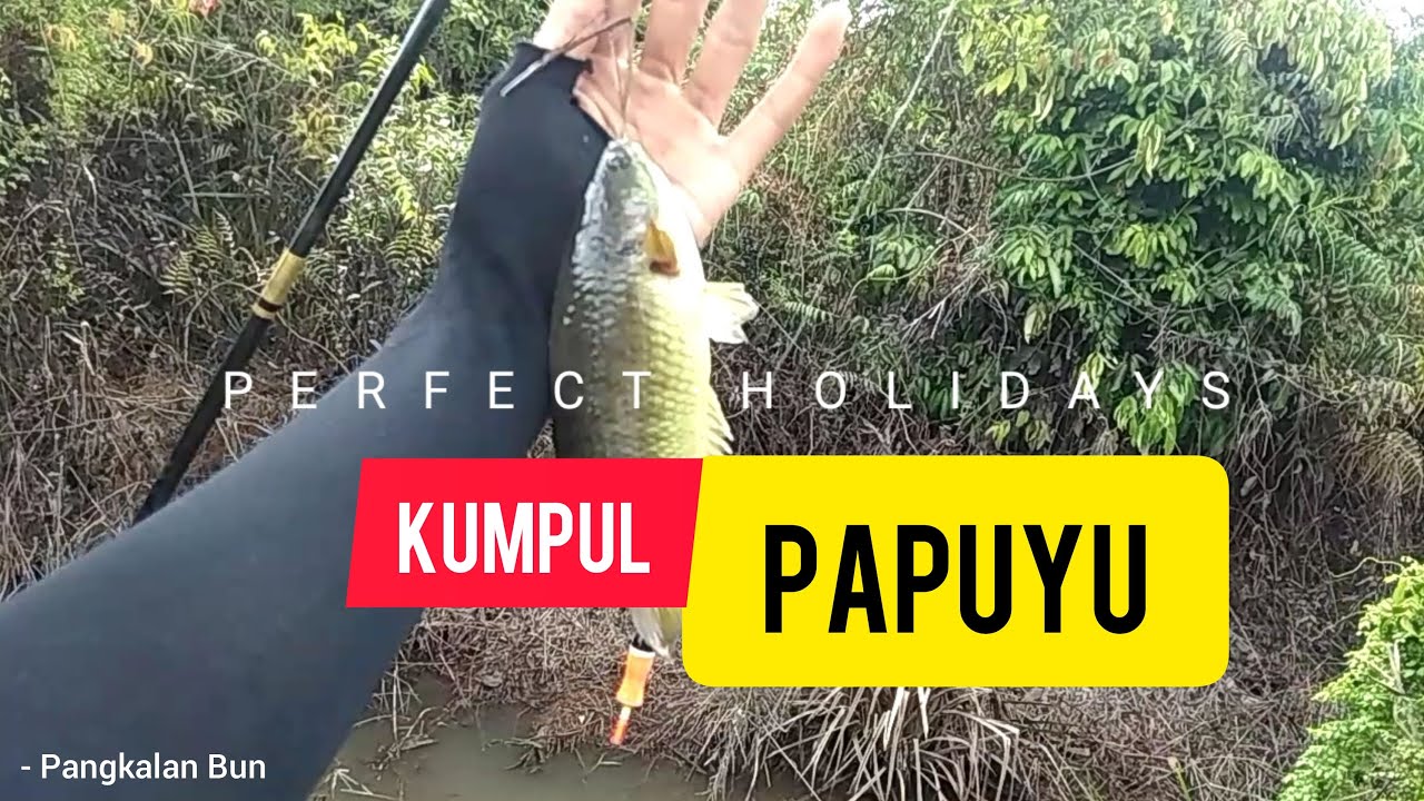 MANCING PAPUYU JUMBO | KOTA PANGKALAN BUN