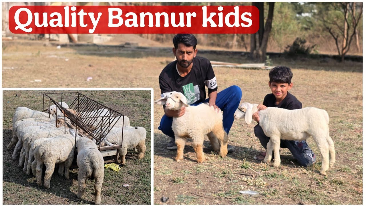 Quality Bannur Kids par Dhamaka Offer at JK goats Aurangabad Maharashtra 