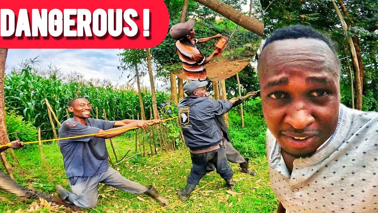 HARVESTING TIMBER FOR OUR BIG PROJECT ALMOST GONE WRONG 😱😱 A TREE ALMOST FELL ON US ‼️