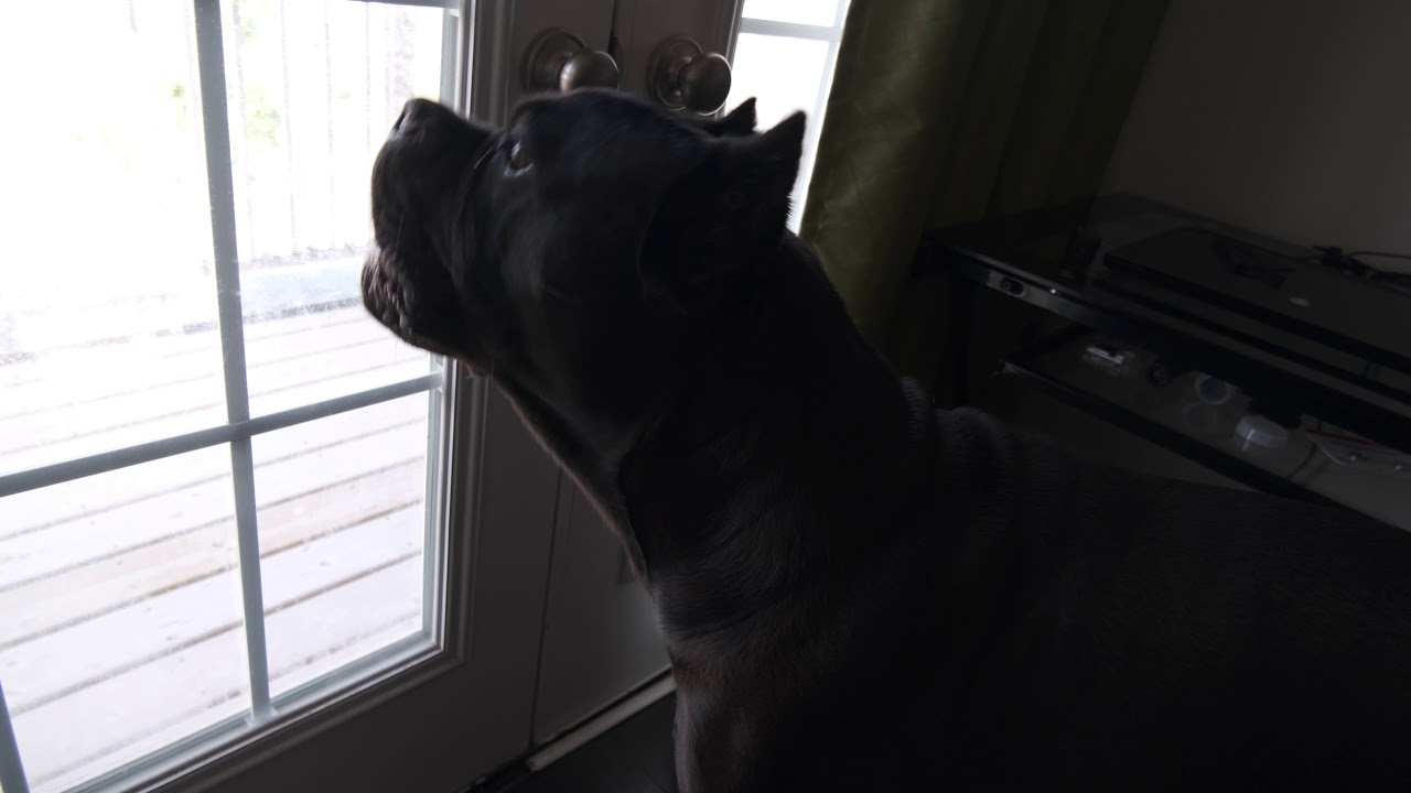 Cane Corso Growling