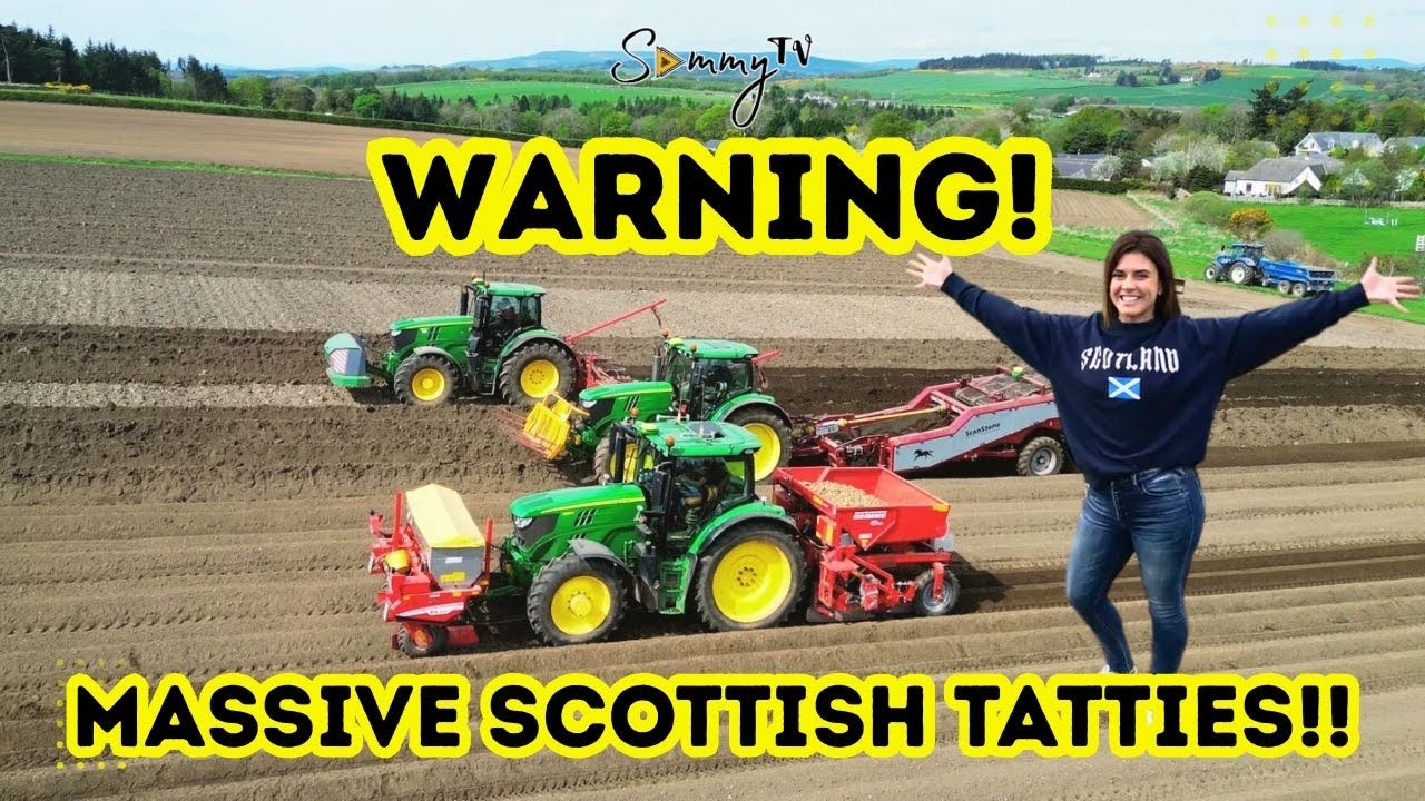 MASSIVE SCOTTISH TATTIES!!