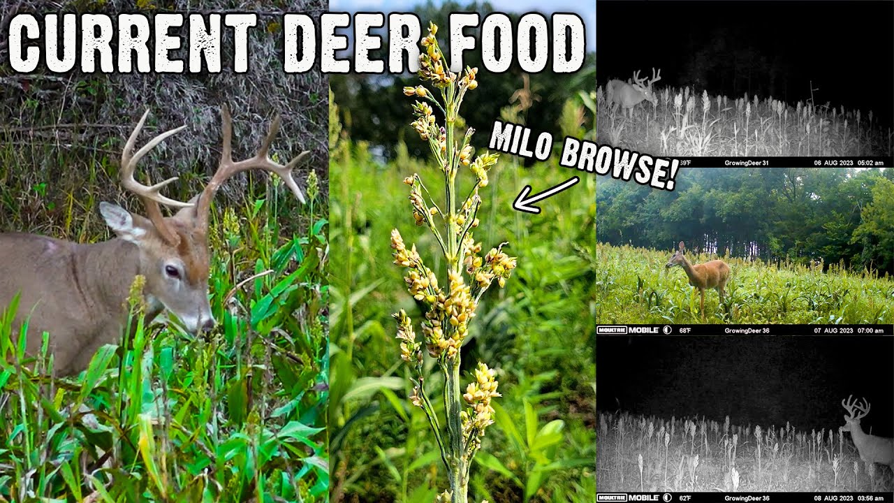 Current Deer Food! - Benefits of Milo