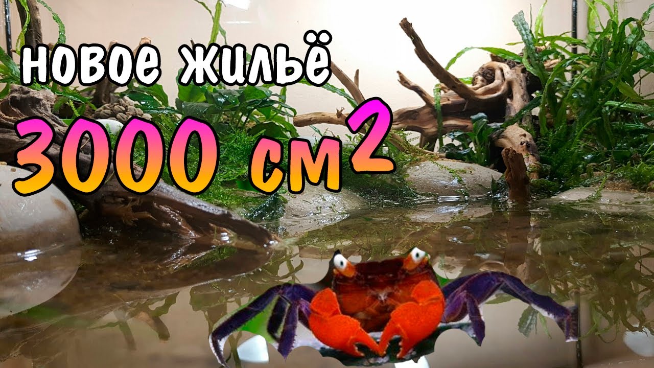 ЗАПУСК ОГРОМНОГО ТЕРРАРИУМА С КРАБАМИ Geosesarma sp. Red Devil