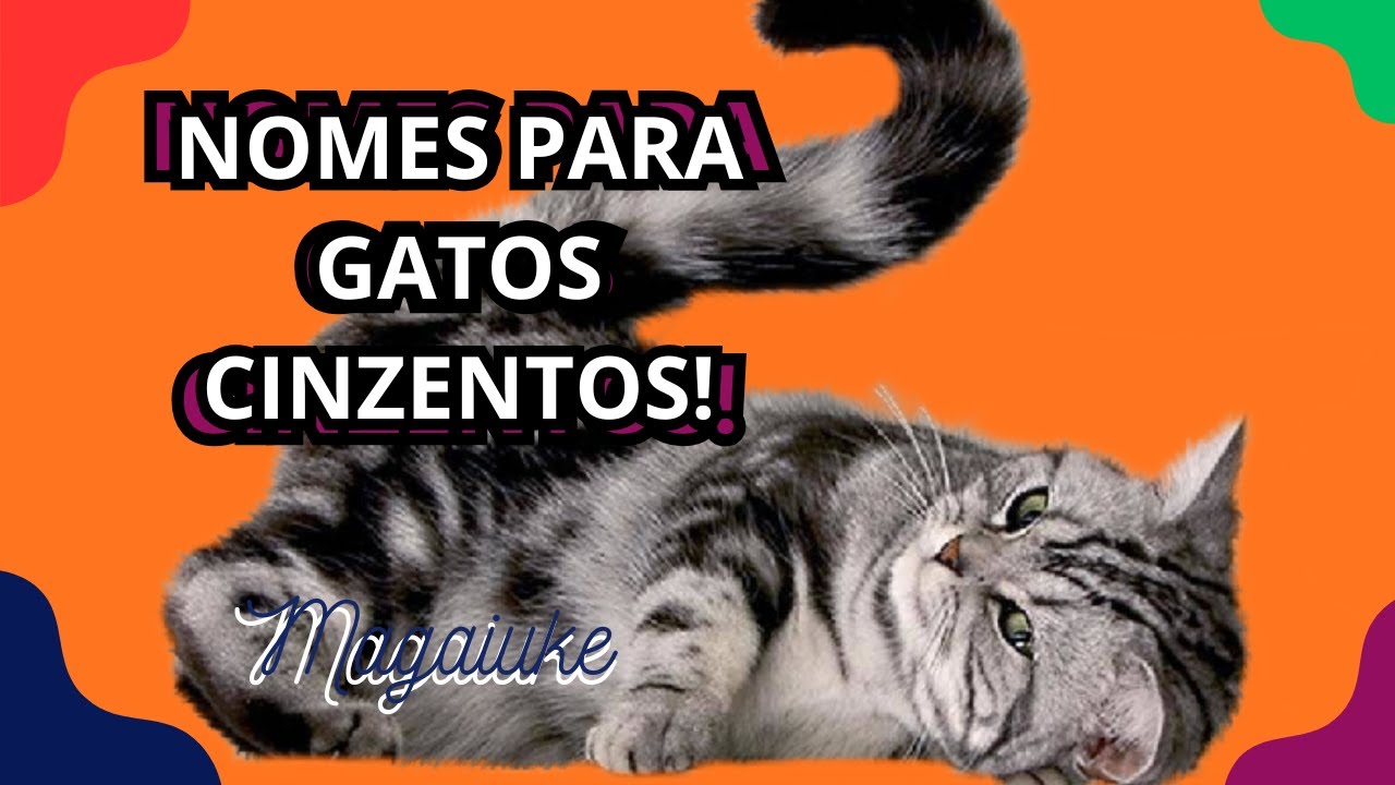 30 nomes para gatos cinza machos e fêmeas