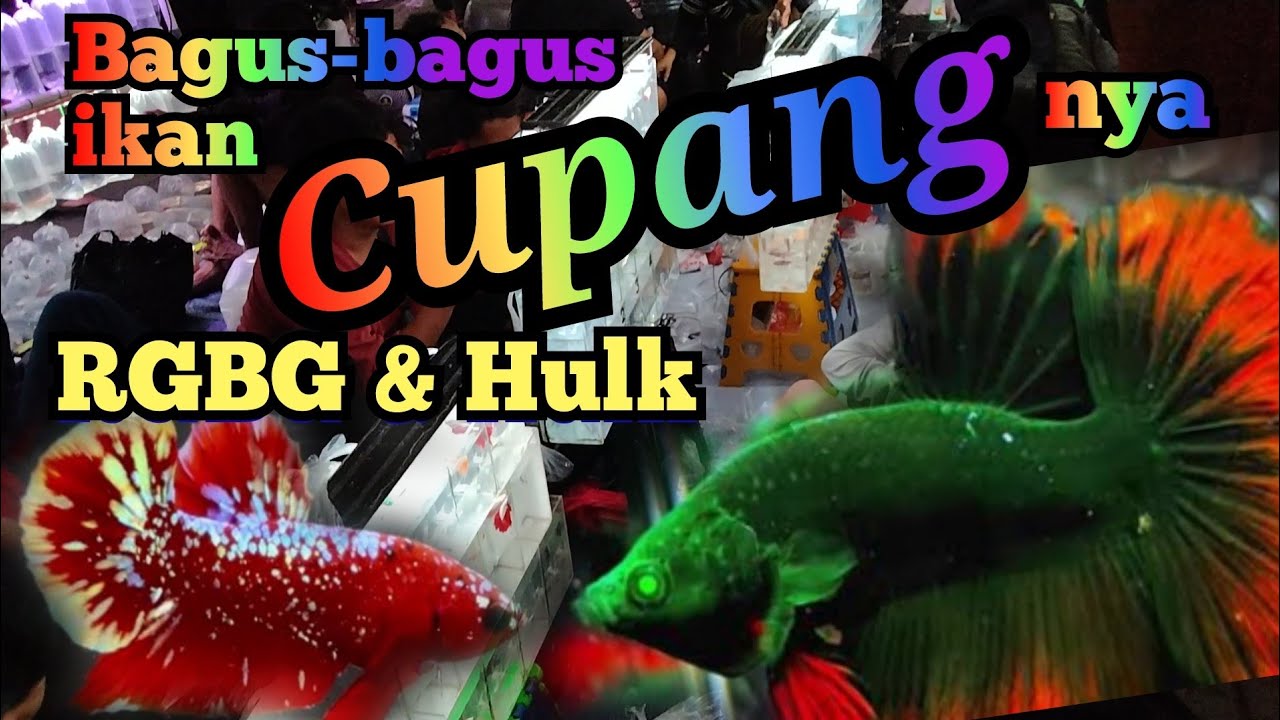 Hunting ikan cupang di pasar ikan hias Jatinegara 