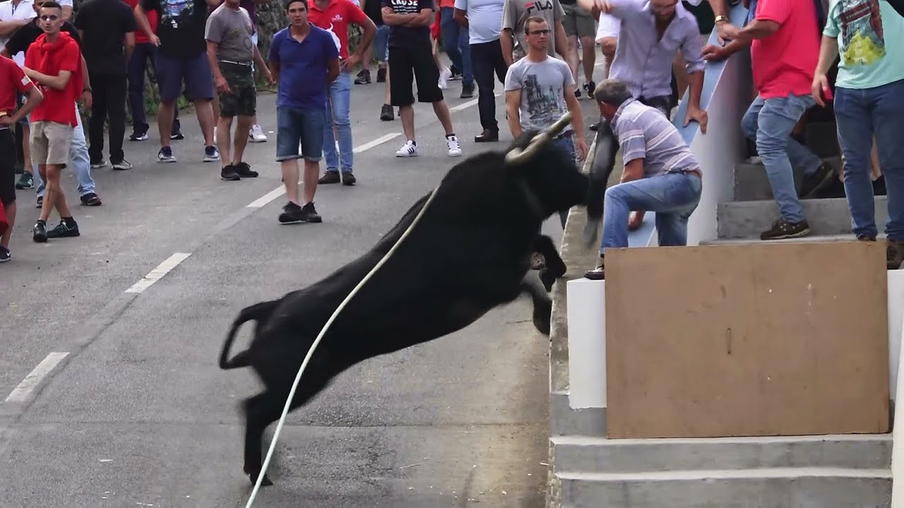 Ganadaria Paulo Teixeira (São Jorge) - St António Fontinhas 2022 - Ilha Terceira - Açores
