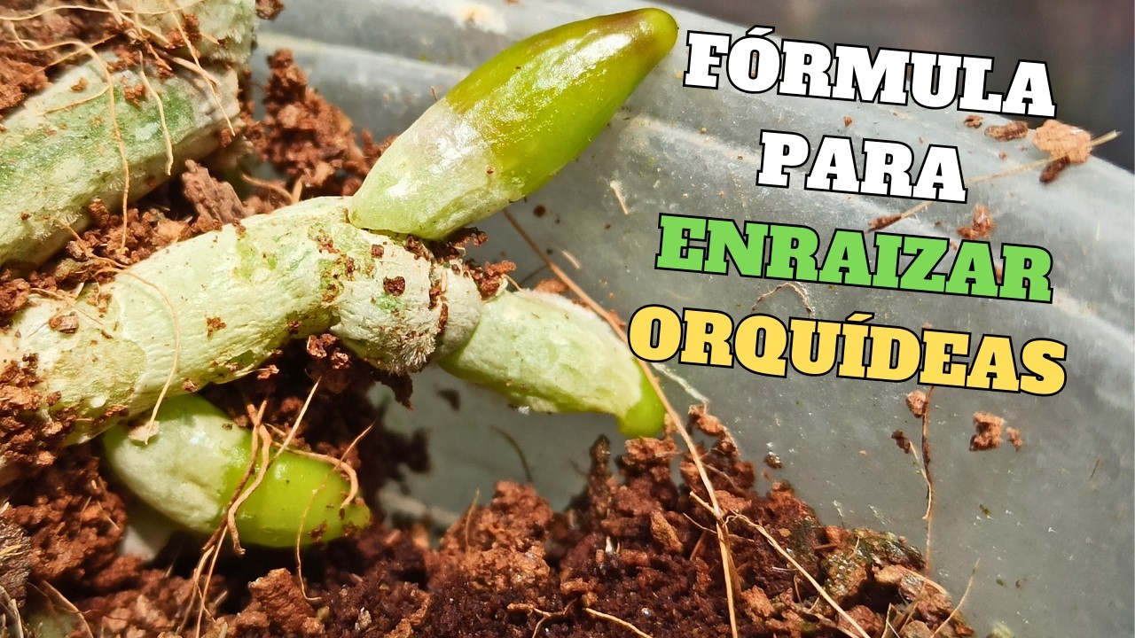 La Fórmula Más Efectiva para Enraizar Orquídeas