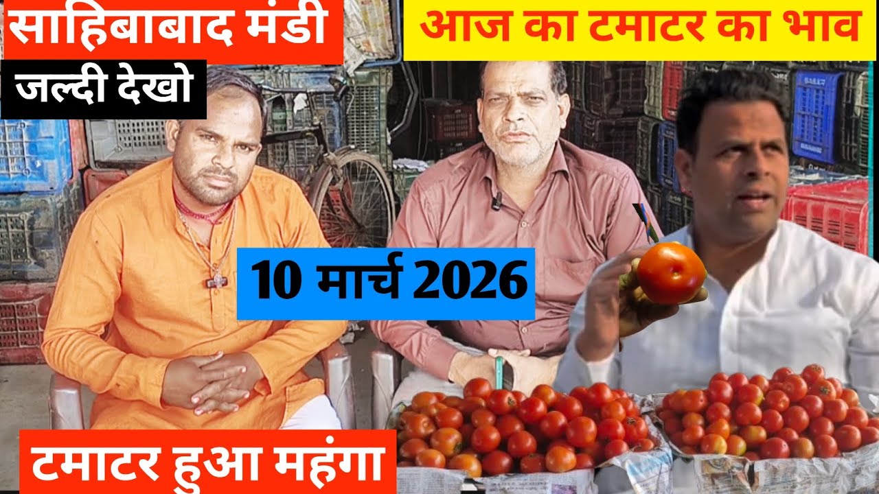 Why This Indian Mandi is Full of Tomatoes 🍅आज का टमाटर  भाव