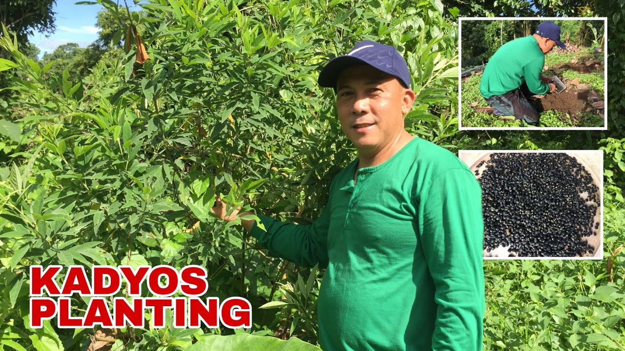 PIGEON PEA (KADYOS) PLANTING | Biyaherong Batangueno