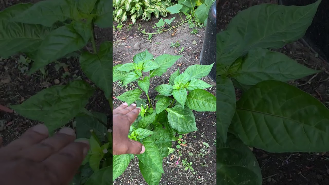 Add Bone Meal To Your Garden
