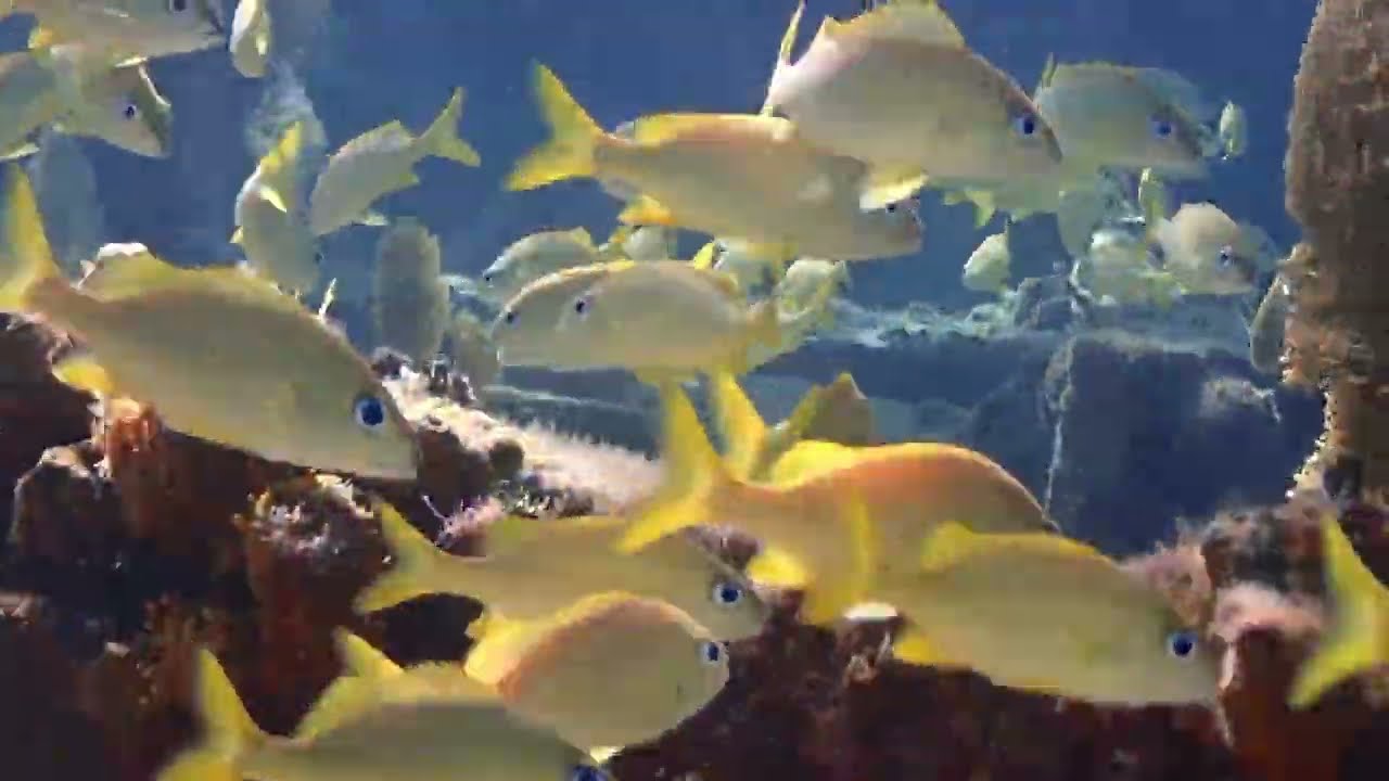 Snorkeling - Shipwreck at MSC's Ocean Cay Marine Reserve, Bahamas