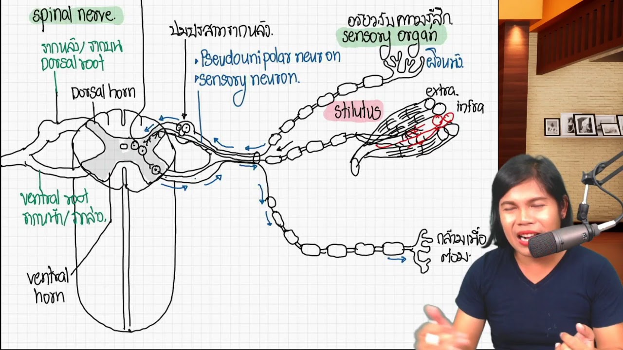 โครงสร้างและหน้าที่ของไขสันหลัง (spinal cord)