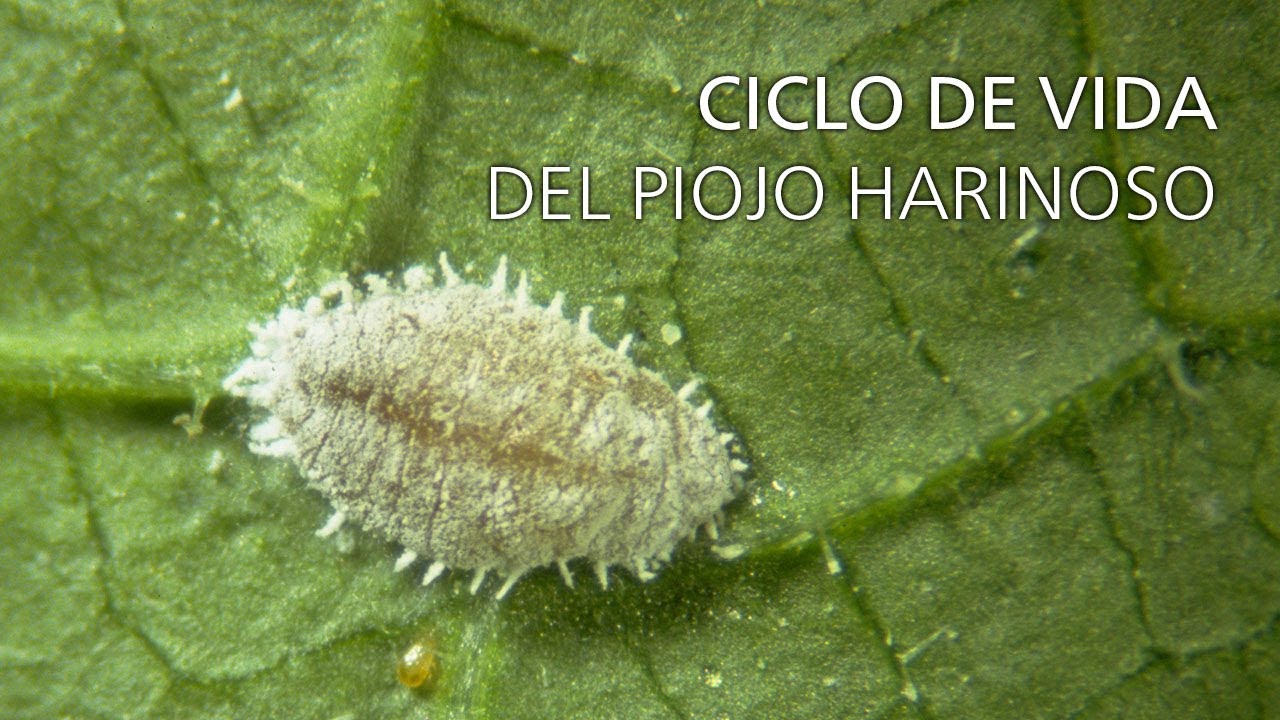Ciclo de vida del piojo harinoso