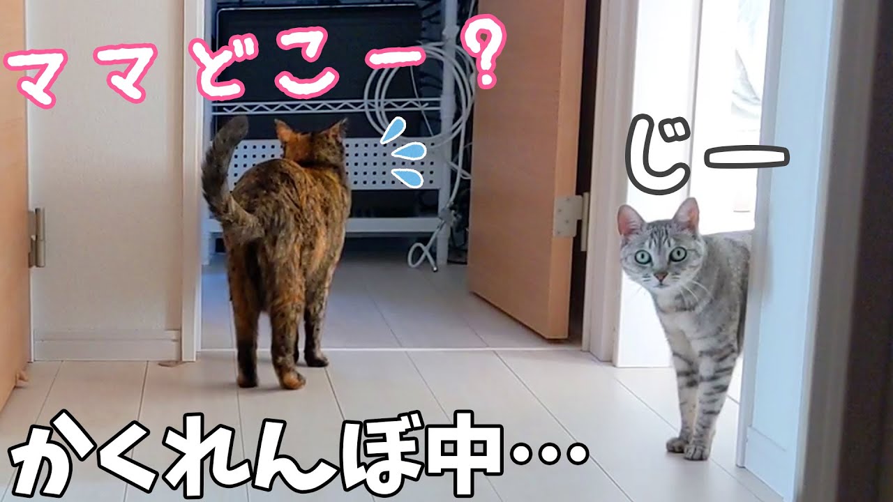 サビ猫とかくれんぼしたらまさかの方法で見つかりました…