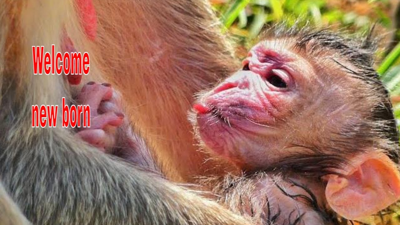 Tiny cute new born baby very adorable__ Baby so alert and Health.