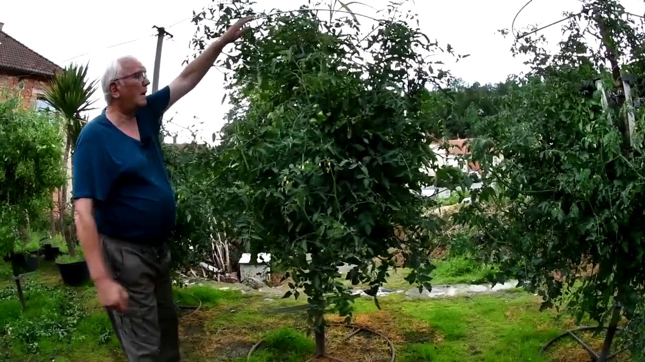 Plíseň na rajčatech