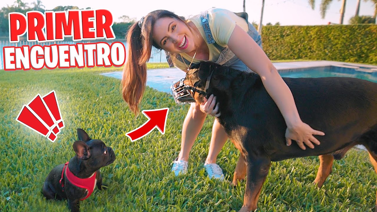 As&iacute; Reacciona Mi PERRO a Un CACHORRO NUEVO 😱 ENCUENTRO entre KARIM y LOKI 🔥 Sandra Cires Art