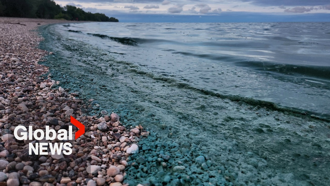 Lake Winnipeg should be legally granted personhood, Manitoba chiefs say
