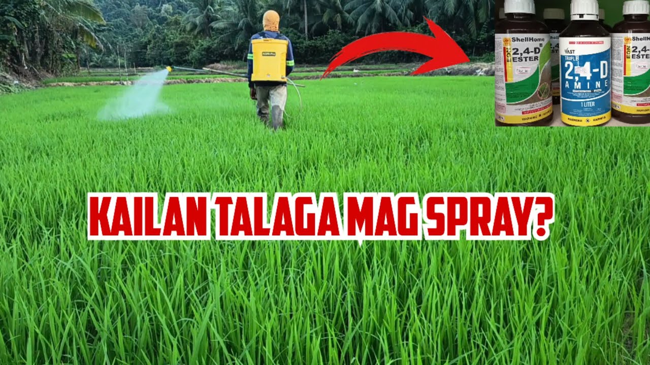 Ultimate Guide sa Pag-apply ng Herbicide sa Palay: Tamang timing, timpla at Tamang Water Management