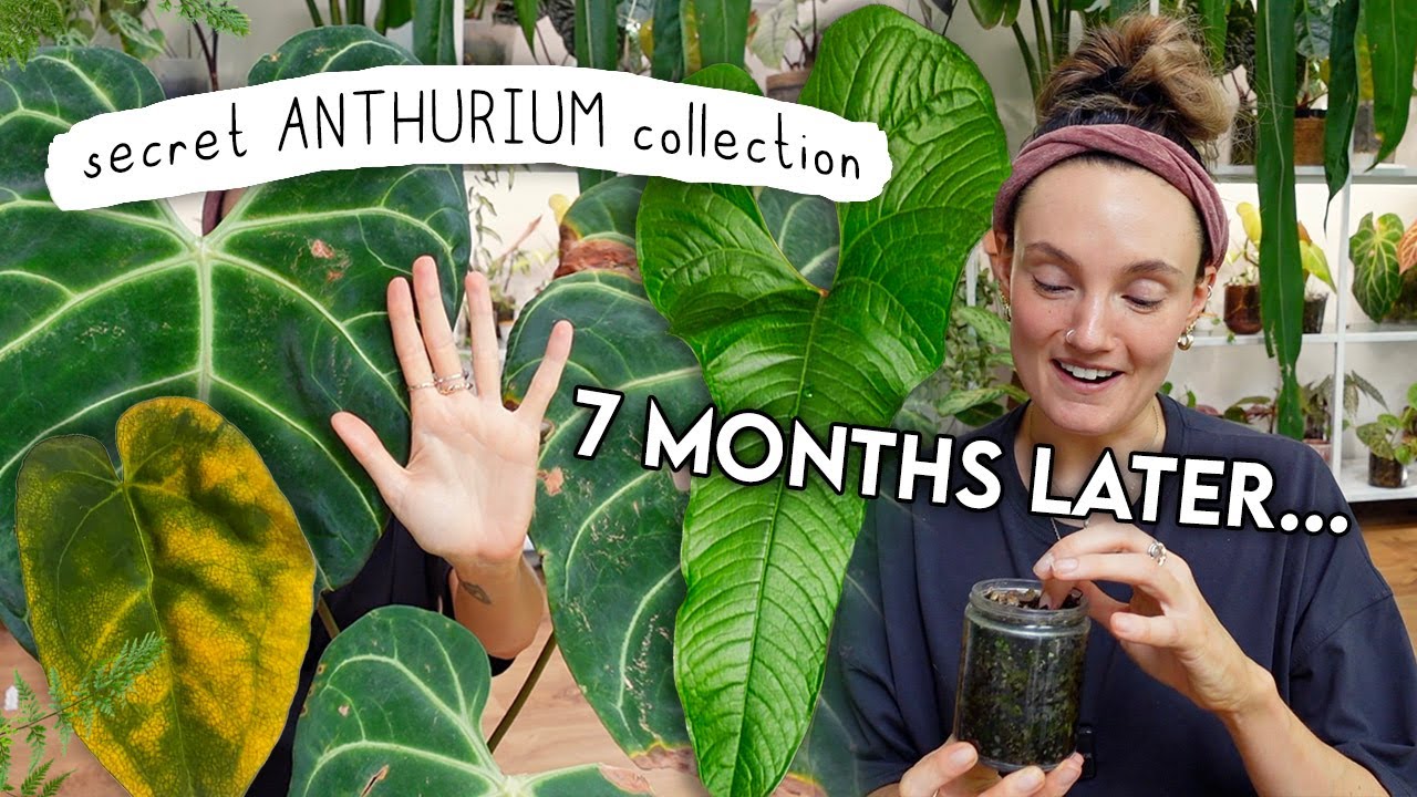 How my Anthuriums are REALLY Doing 😬🌱