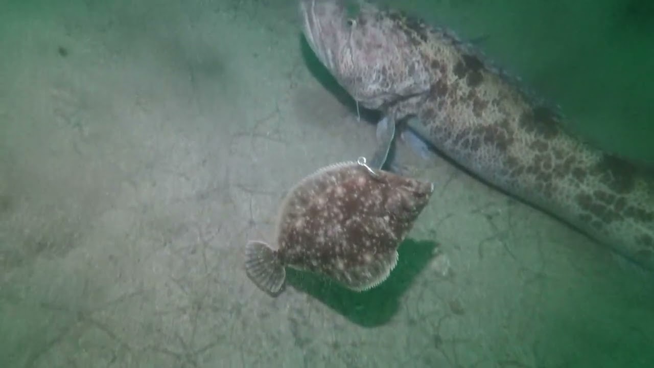 Looking for GIANT LINGCOD with a GoPro!