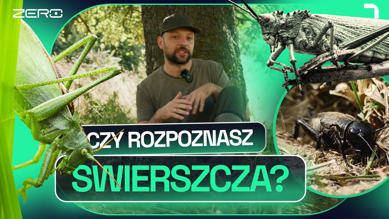 KONIK POLNY I PASIKONIK - CZYM SIĘ R&Oacute;ŻNIĄ? JAK WYGLĄDA ŚWIERSZCZ? SZARAŃCZA U NAS | GATUNEK ZERO #24