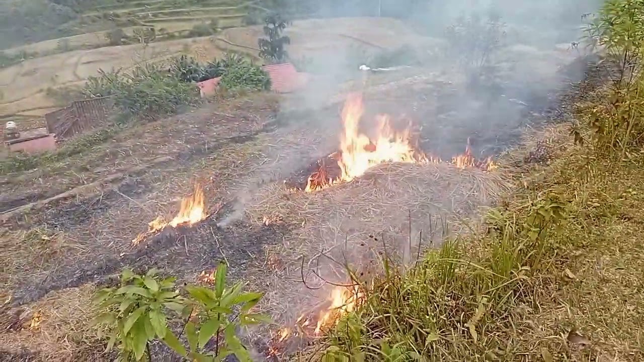 Đốt cỏ ruộng ngô chuẩn bị vụ ngô xuân năm mới 2026 (NGÔI NHÀ HOA HỒNG VLOG)