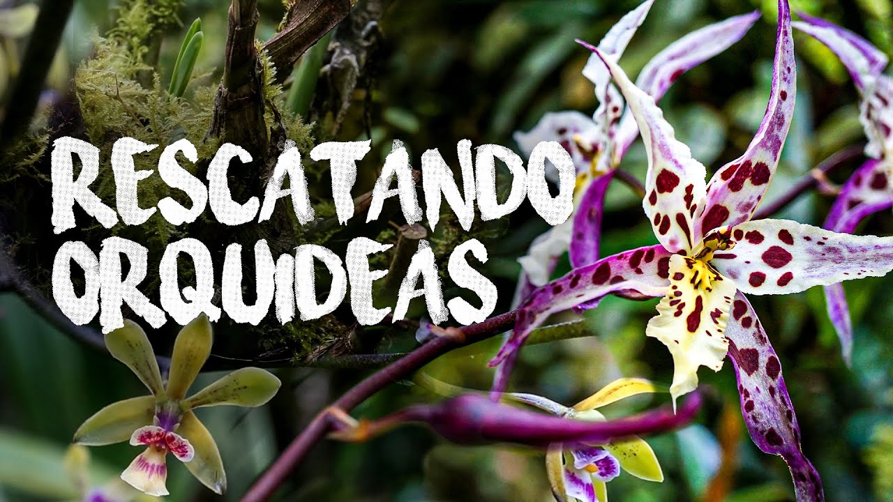 Rescatando Orquídeas del Bosque | Finca Dracula