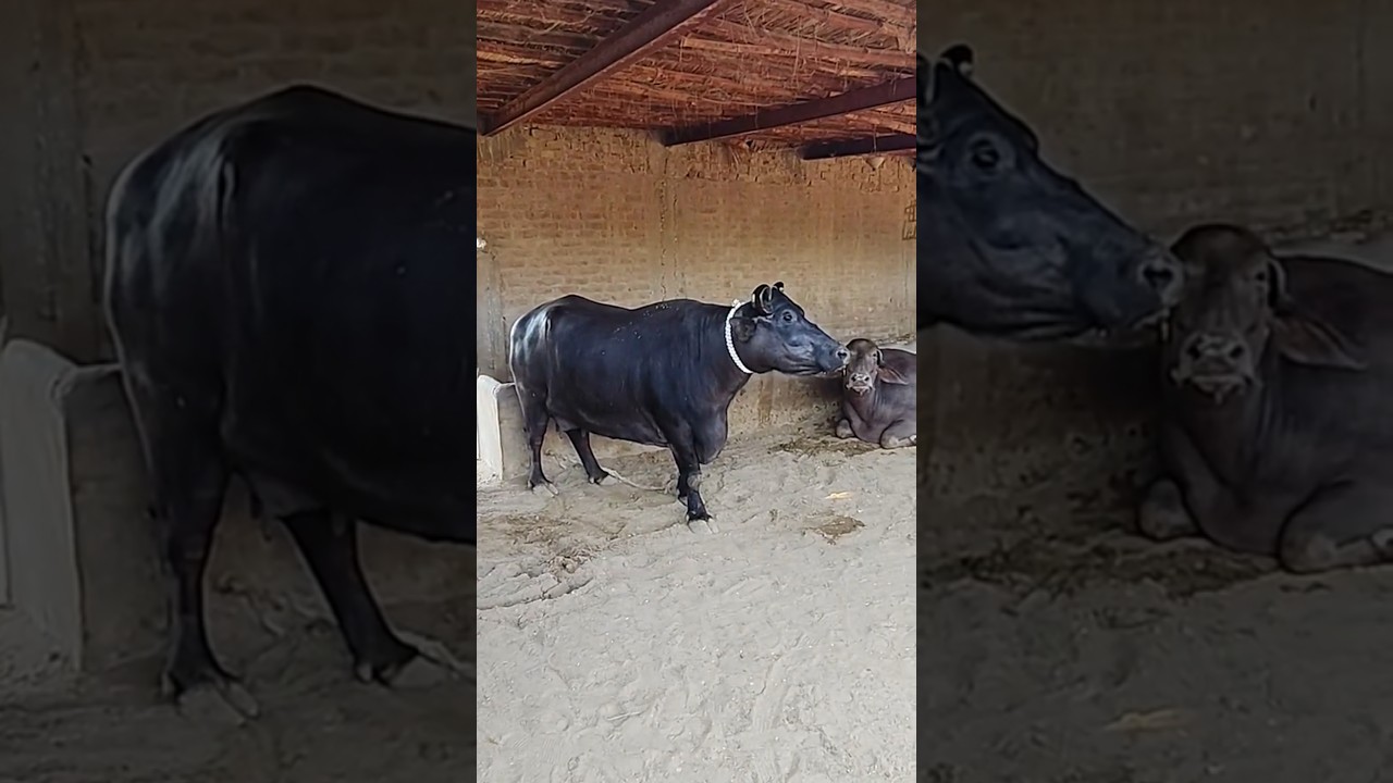 Kundi Buffalo 🐃 