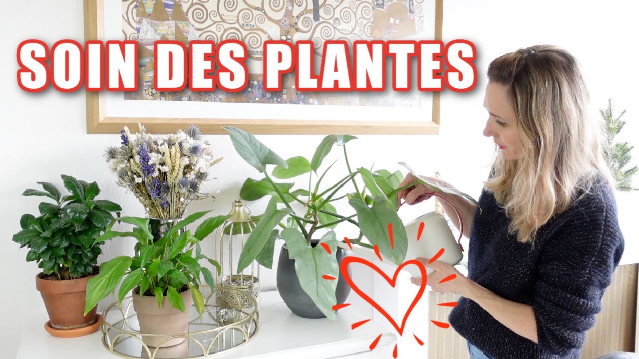 🪴 Routine plantes sortie d'hiver 🌿 Vidéo relaxante 😌