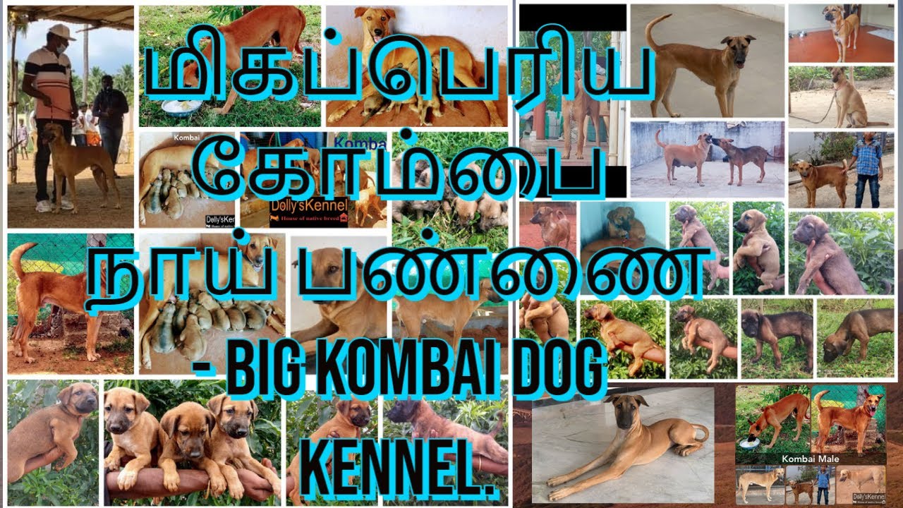 மிகப்பெரிய கோம்பை நாய் பண்ணை - Big Kombai Dog Kennel.
