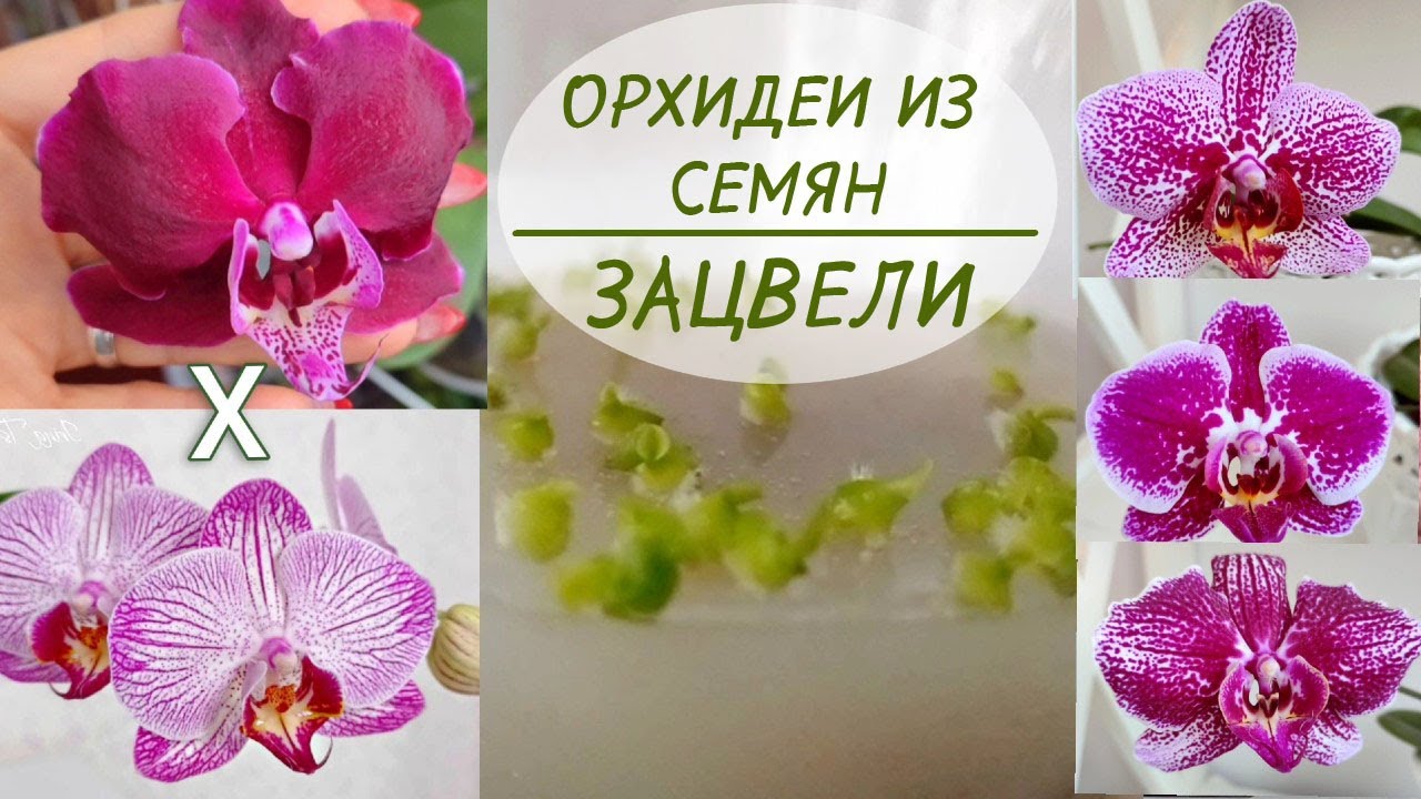 ОРХИДЕИ из СЕМЯН ЗАЦВЕЛИ! 🌸🌸🌸