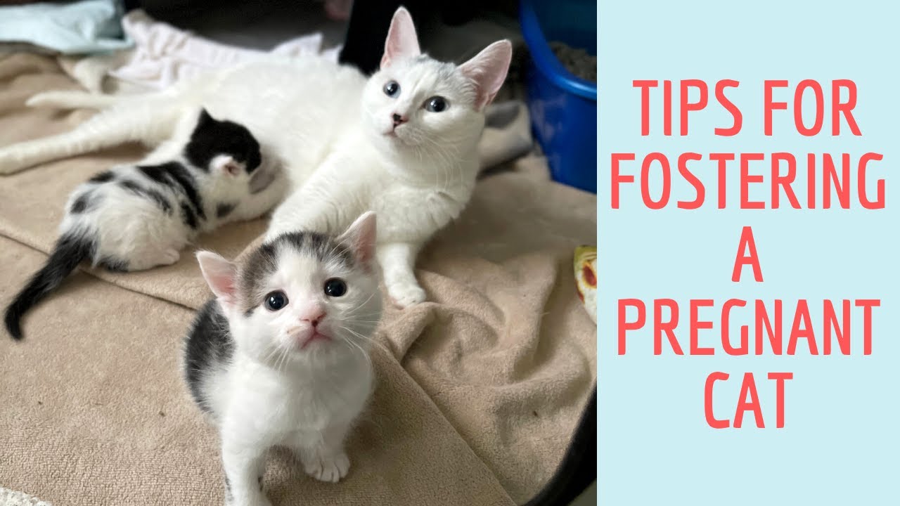 Fostering a Pregnant Cat | What I learned as a first-time foster