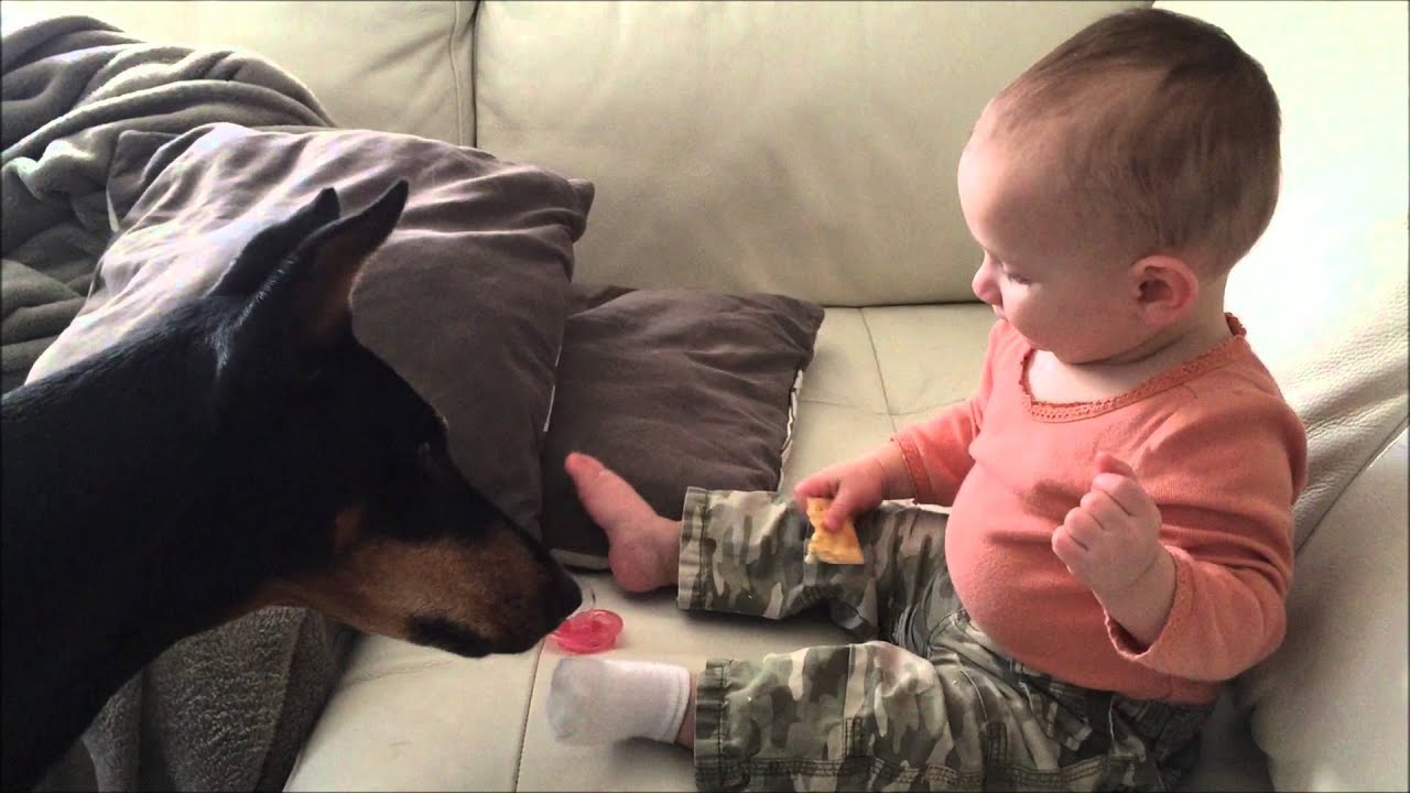 Baby Shares With Doberman