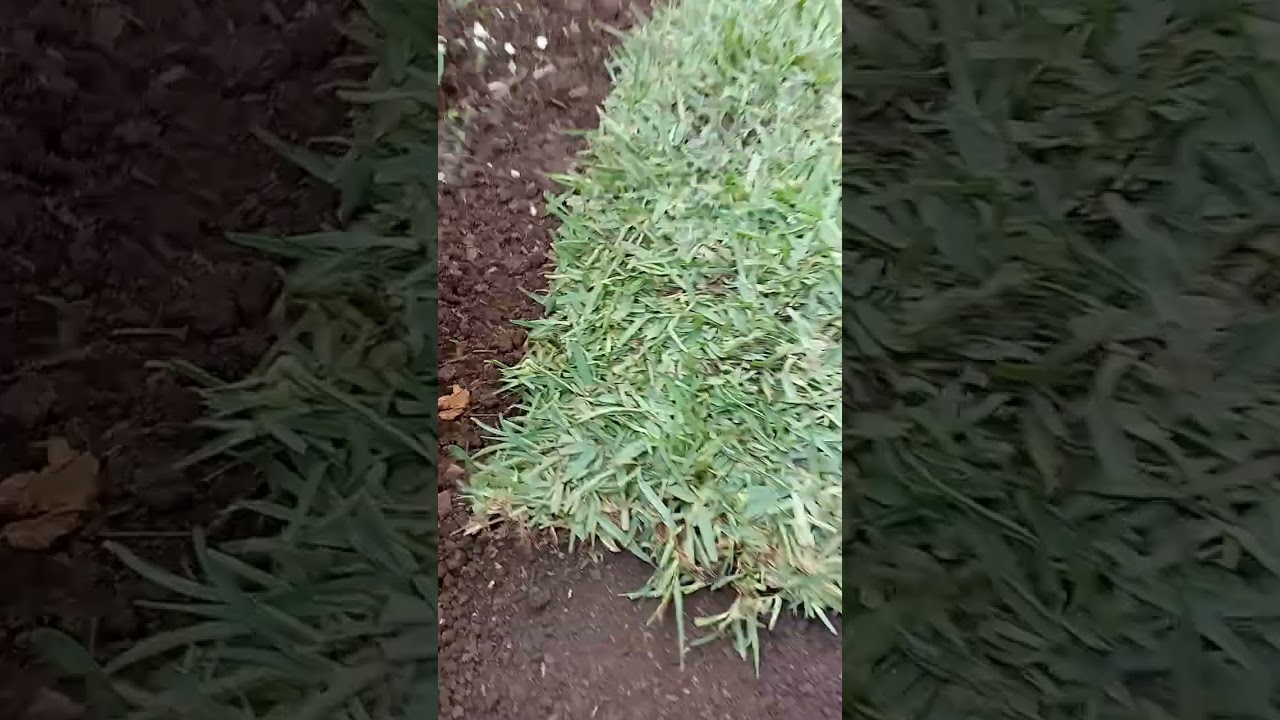 Enseñando como acomodar pasto alfombra 👍🌹❤️🌟🌳✨🙏👍👍🌹❤️🪴