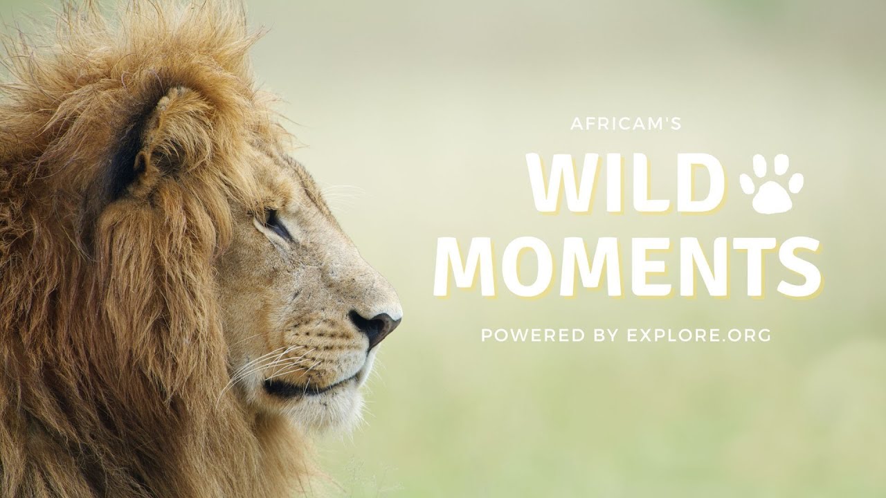 Wild Moments | 9.8.22