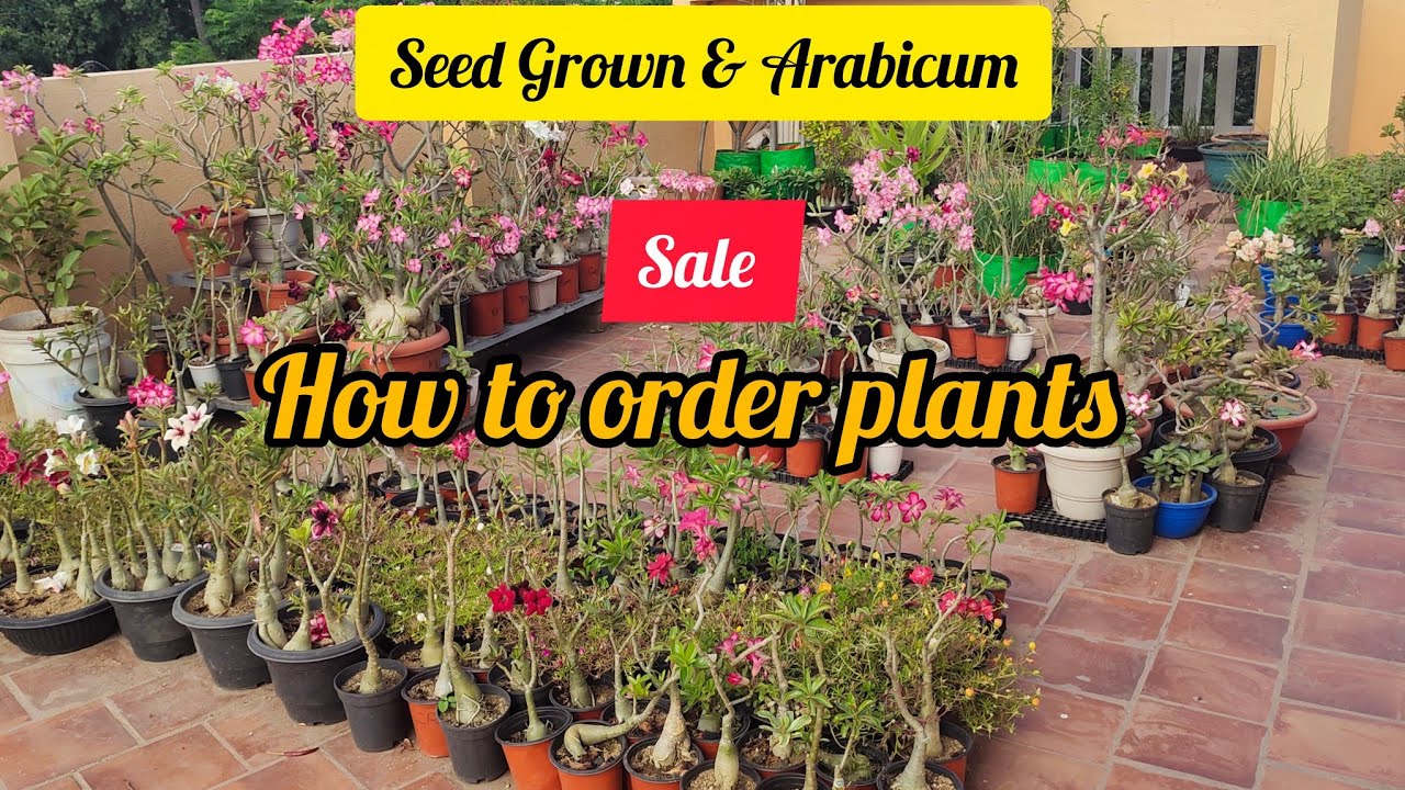 Seed Grown & Arabicum Plants available for Sale | How to Order plants from @VeerasGardening #sale 