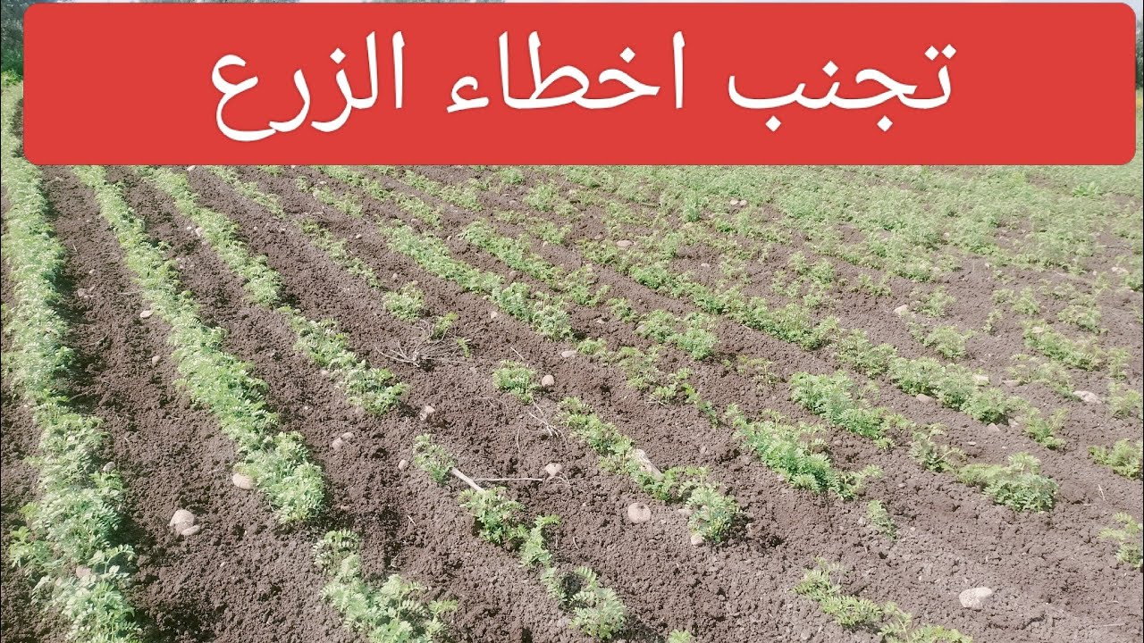 تجنب هذه الأخطاء قبل زرع الحمص  أسرار نجاح مشروع زراعة الحمص من البداية