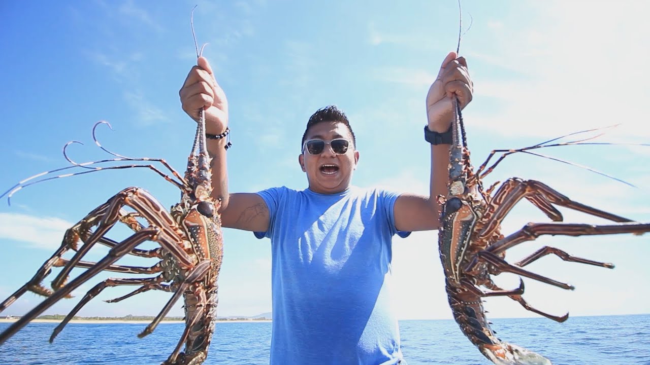 Impresionantes langostas de 1 kilo en #LaBocana #Marquelia